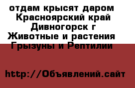 отдам крысят даром - Красноярский край, Дивногорск г. Животные и растения » Грызуны и Рептилии   